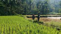 Koramil Tiris Dampingi Petani Saat Perawatan Tanaman Padi Pangan