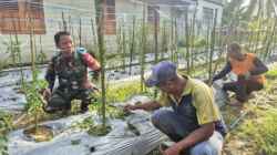 Babinsa Paya Besar Berikan Pendampingan Perawatan Tanaman Cabe