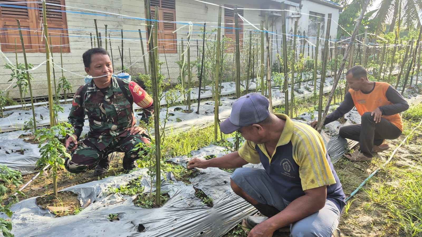 Babinsa Paya Besar Berikan Pendampingan Perawatan Tanaman Cabe