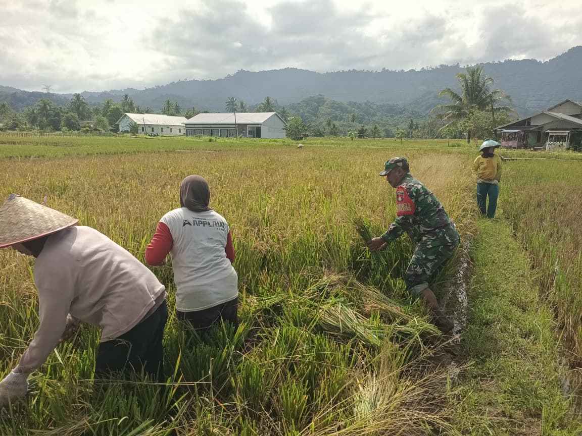 Babinsa dan Warga Panen Padi Bersama, Wujud Nyata Kedekatan TNI Dengan Rakyat