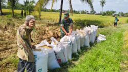Babinsa Koramil 1008-05/Kelua-Muara Harus Dampingi Ketahanan Pangan, Pererat Kedekatan TNI dan Rakyat Pangan