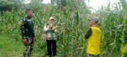 Kopka Samsuhadi Bantu Petani Panen Jagung di Desa Ayuang