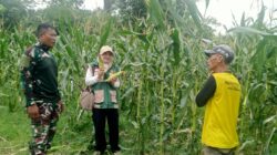 Kopka Samsuhadi Bantu Petani Panen Jagung di Desa Ayuang Petani