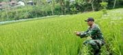 Babinsa Dampingi Petani Mengecek Pertumbuhan Tanaman Padi