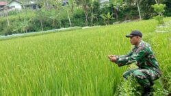 Babinsa Dampingi Petani Mengecek Pertumbuhan Tanaman Padi