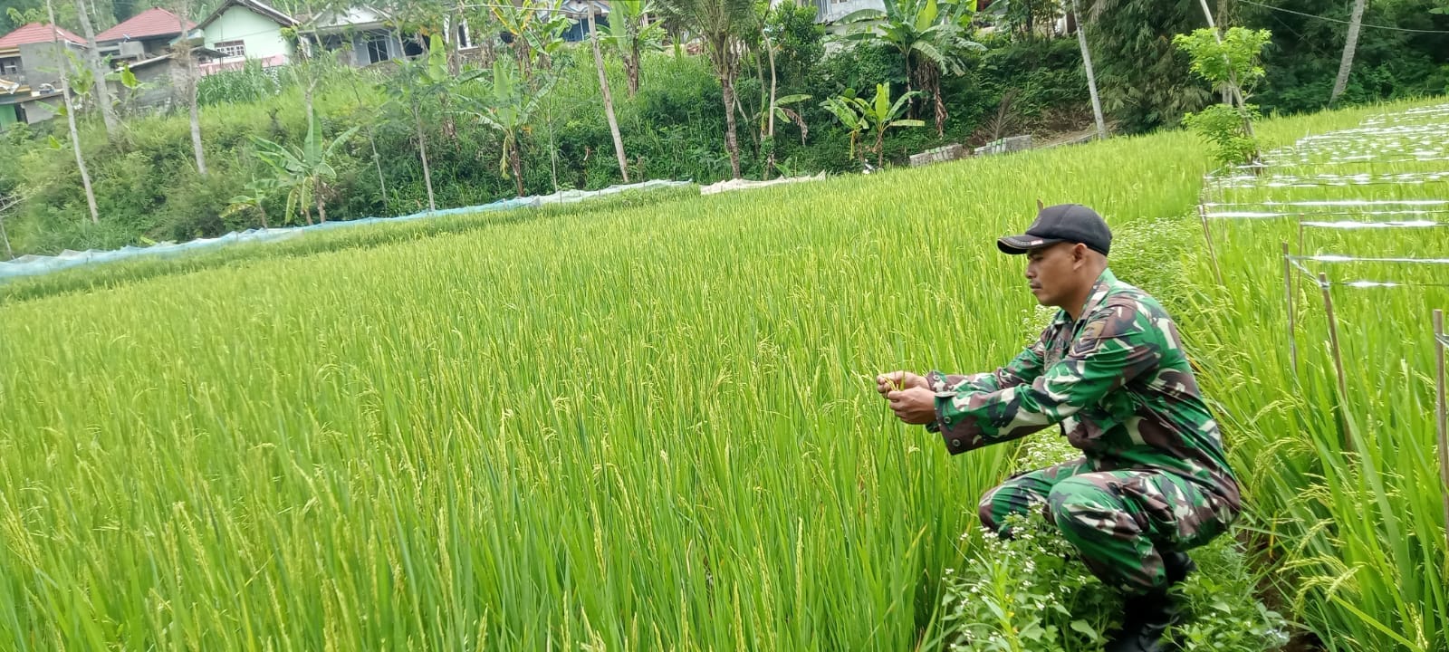Babinsa Dampingi Petani Mengecek Pertumbuhan Tanaman Padi