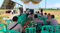 Koramil Sumberasih Hadiri Panen Raya Jagung Kuartal Kedua Di Lahan Pertanian P2TP MUNENG Koramil Sumberasih Hadiri Panen Raya Jagung Kuartal Kedua Di Lahan Pertanian P2TP MUNENG