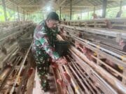 TNI Hadir Dukung Peternak Lokal, Babinsa Barabai Sambangi Kandang Ayam Petelur