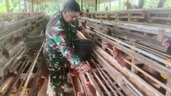 TNI Hadir Dukung Peternak Lokal, Babinsa Barabai Sambangi Kandang Ayam Petelur TNI Hadir Dukung Peternak Lokal, Babinsa Barabai Sambangi Kandang Ayam Petelur