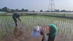 Bentuk Kemanunggalan, Koramil Tegalsiwalan Dampingi Proses Tanam Padi Petani Wilayah Binaan
