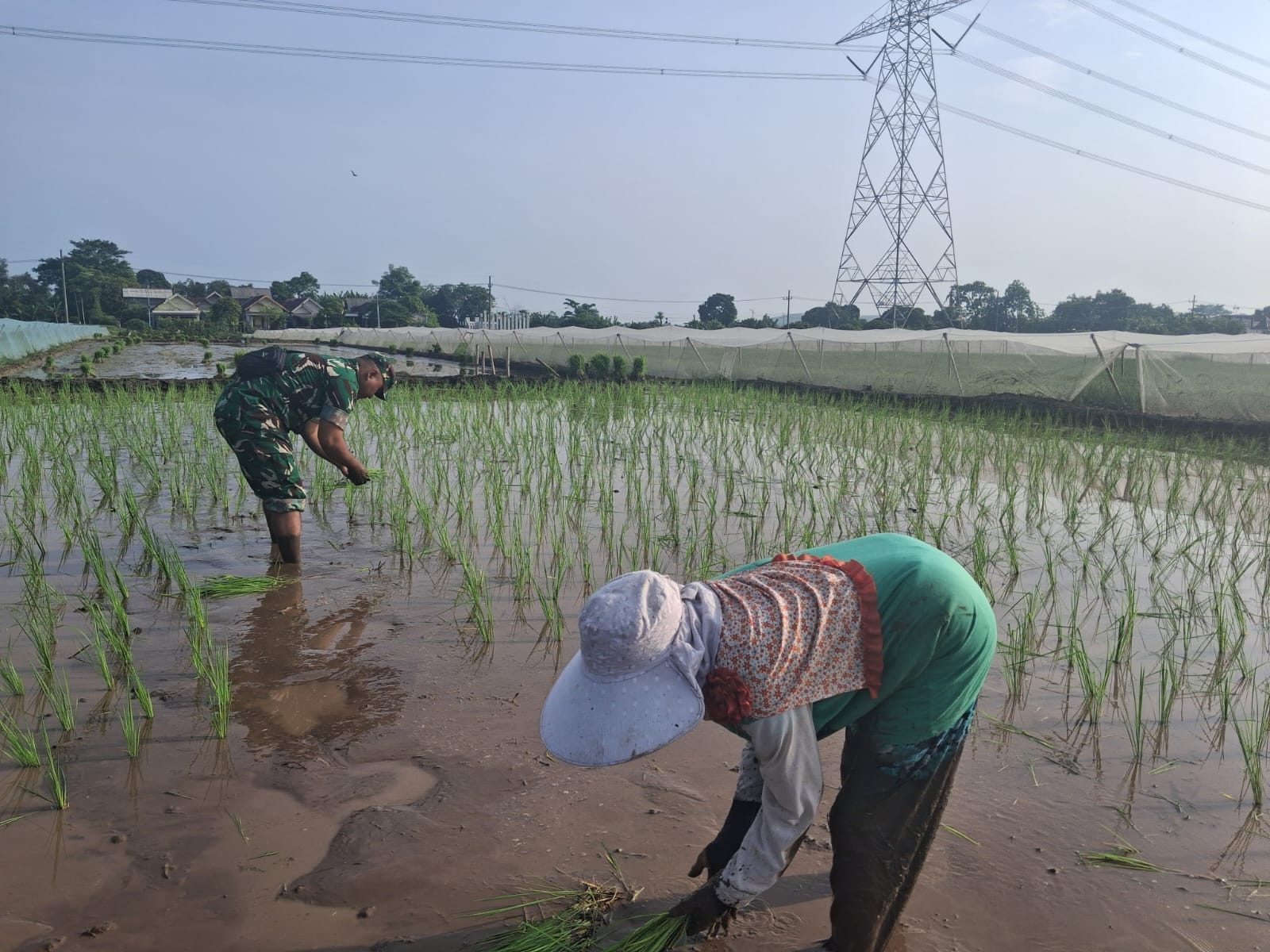 Bentuk Kemanunggalan, Koramil Tegalsiwalan Dampingi Proses Tanam Padi Petani Wilayah Binaan