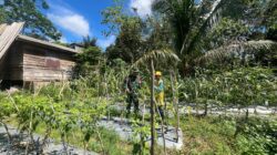Babinsa Hadir di Tengah Petani, Hangatkan Semangat Bertani Warga Desa Solan
