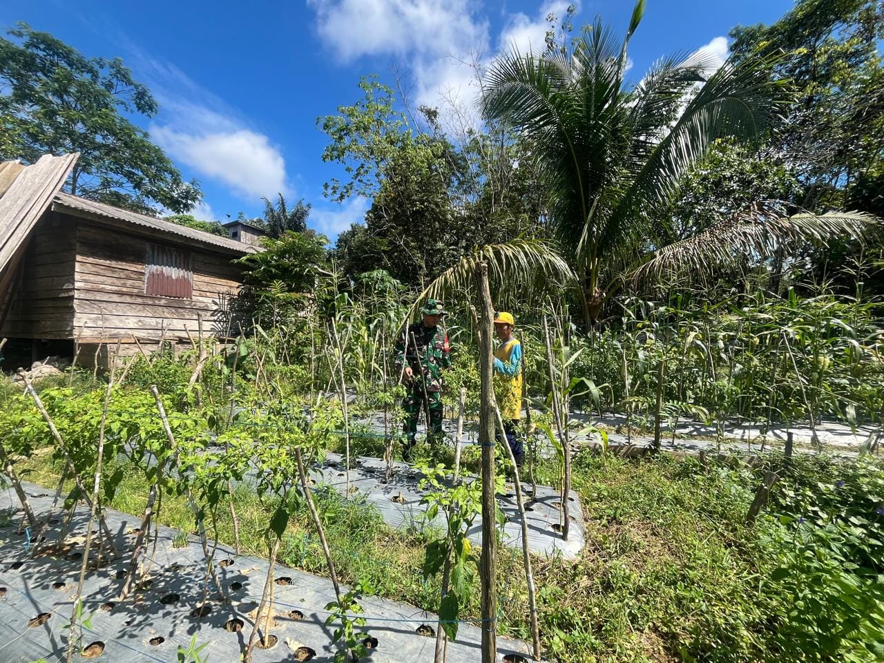 Babinsa Hadir di Tengah Petani, Hangatkan Semangat Bertani Warga Desa Solan