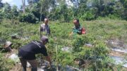 Babinsa Kelua–Muara Harus Dampingi Petani Cabe, Wujud Nyata Dukungan TNI untuk Ketahanan Pangan