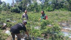 Babinsa Kelua–Muara Harus Dampingi Petani Cabe, Wujud Nyata Dukungan TNI untuk Ketahanan Pangan