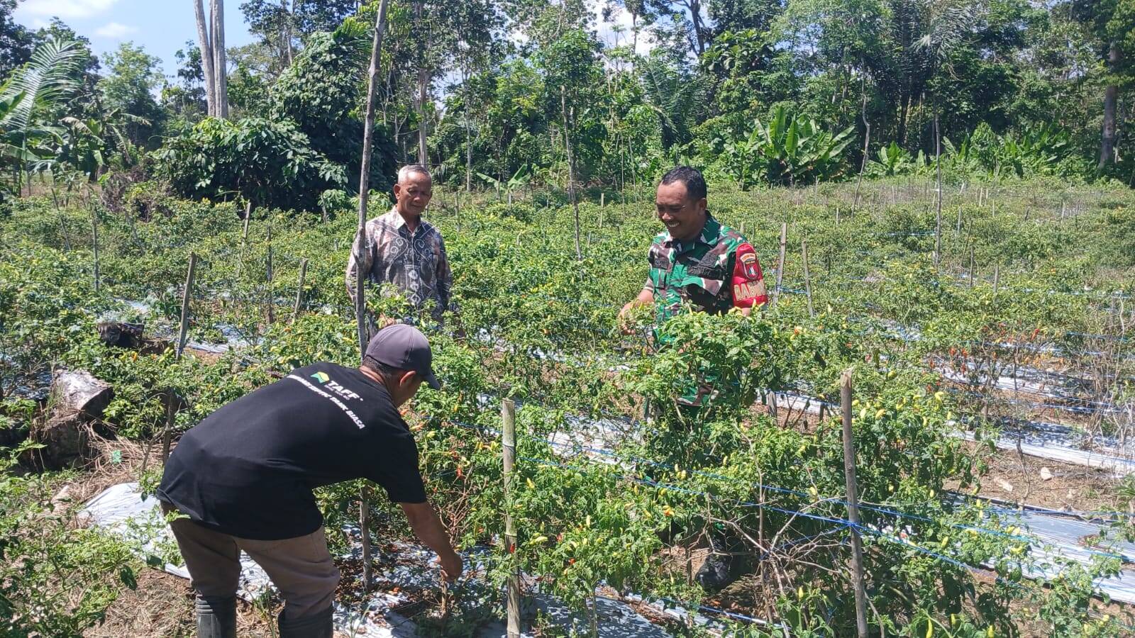 Babinsa Kelua–Muara Harus Dampingi Petani Cabe, Wujud Nyata Dukungan TNI untuk Ketahanan Pangan