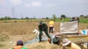 Koramil Tegalsiwalan Dampingi Proses Panen Padi Petani Wilayah Binaan