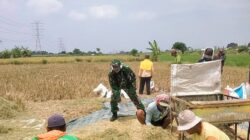 Koramil Tegalsiwalan Dampingi Proses Panen Padi Petani Wilayah Binaan
