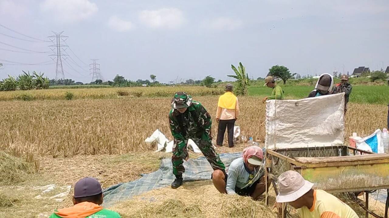 Koramil Tegalsiwalan Dampingi Proses Panen Padi Petani Wilayah Binaan
