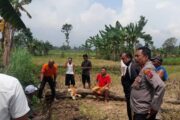 Terungkap! Perempuan Ditemukan Tak Sadarkan Diri di Sawah Probolinggo Jadi Korban Penganiayaan Bermotif Dendam