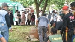 Berbagi di Hari Raya Kurban, Dandim 1002/HST Serahkan Hewan Kurban Berbagi di Hari Raya Kurban, Dandim 1002/HST Serahkan Hewan Kurban