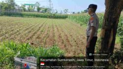 Polisi Masuk Sawah! Bhabinkamtibmas Probolinggo Kota Kawal Petani Jagung Demi Ketahanan Pangan Nasional