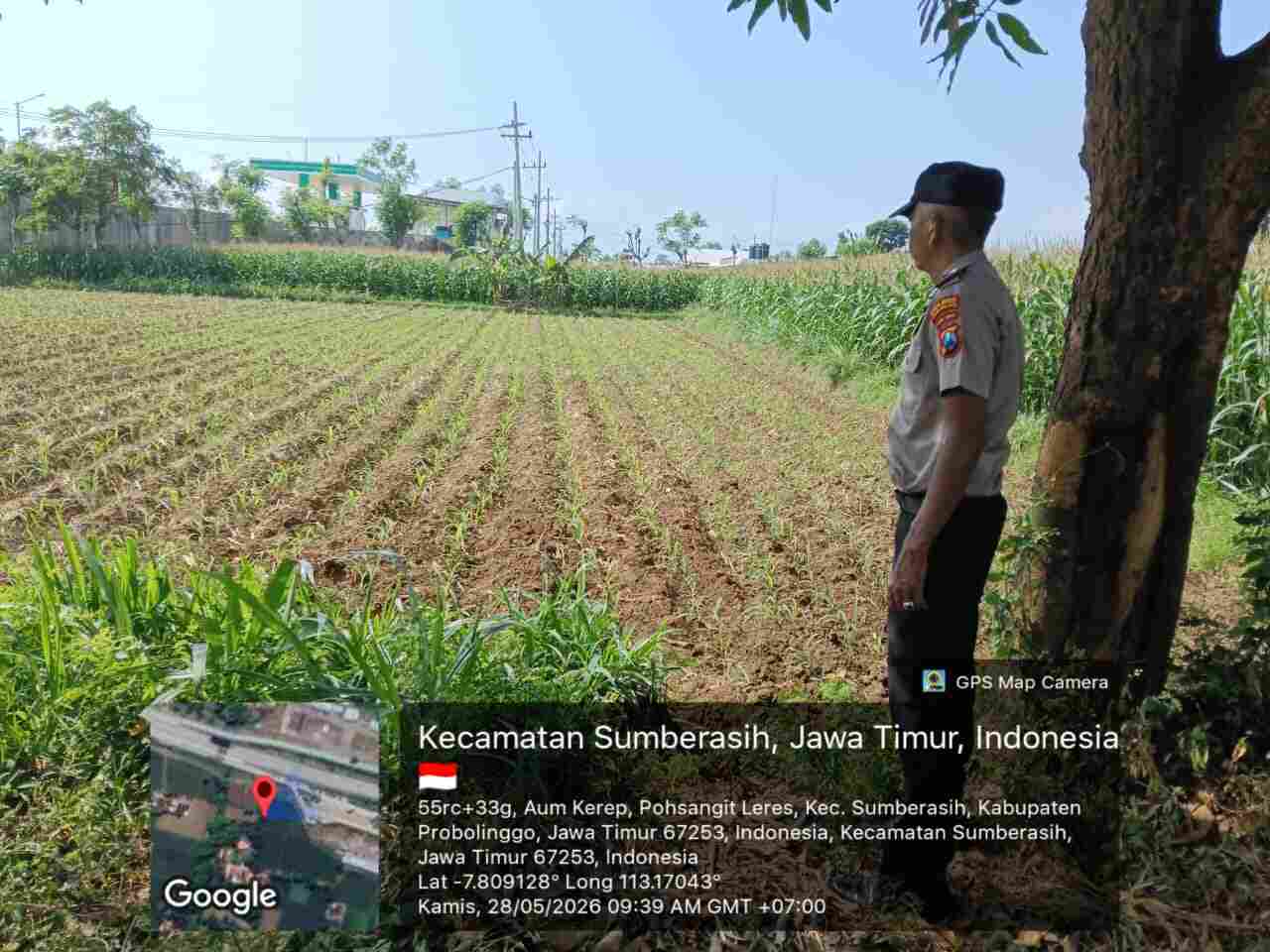 Polisi Masuk Sawah! Bhabinkamtibmas Probolinggo Kota Kawal Petani Jagung Demi Ketahanan Pangan Nasional