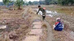 Babinsa Barabai Perkuat Ketahanan Pangan Lewat Pendampingan Petani