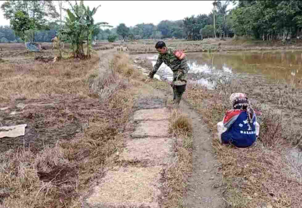 Babinsa Barabai Perkuat Ketahanan Pangan Lewat Pendampingan Petani Babinsa Barabai Perkuat Ketahanan Pangan Lewat Pendampingan Petani