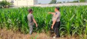 Sambangi Petani Jagung, Polres Probolinggo Kota Perkuat Ketahanan Pangan Nasional