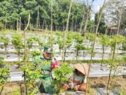 Babinsa Koramil 1008-05/Kelua-Muara Harus Aktif Dampingi Petani Hortikultura di Desa Karangan Putih