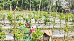 Babinsa Koramil 1008-05/Kelua-Muara Harus Aktif Dampingi Petani Hortikultura di Desa Karangan Putih
