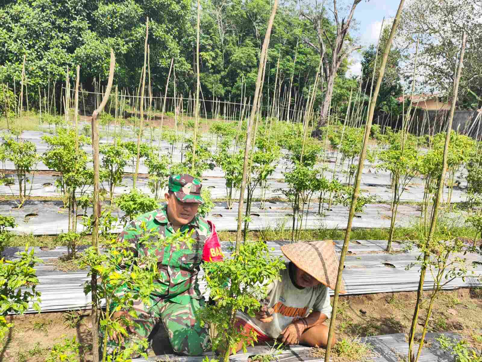 Babinsa Koramil 1008-05/Kelua-Muara Harus Aktif Dampingi Petani Hortikultura di Desa Karangan Putih