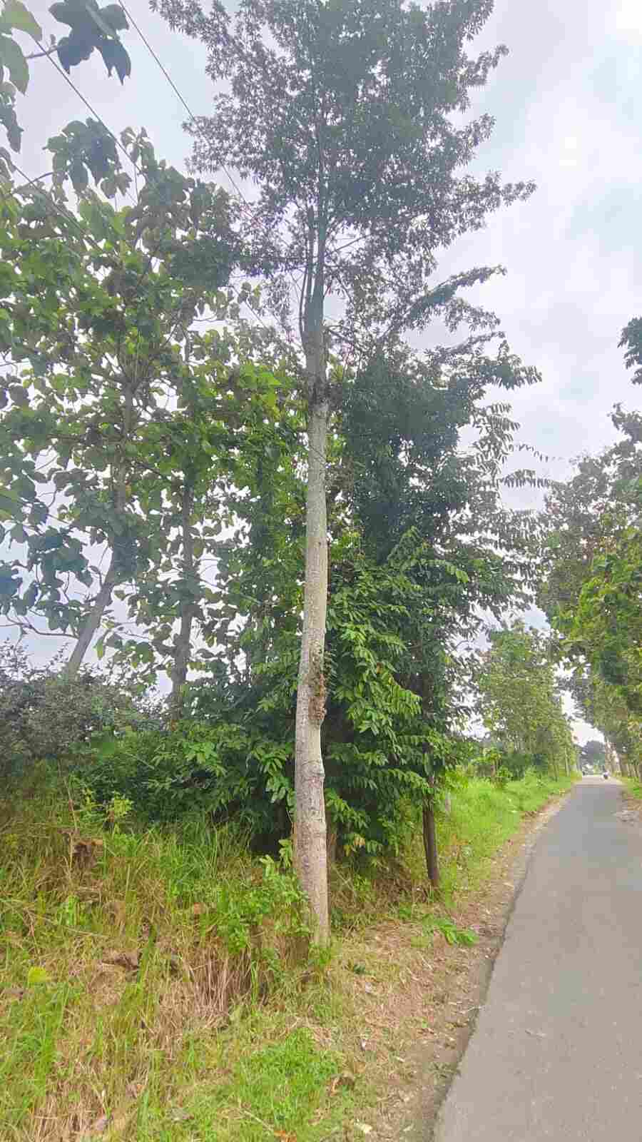 Naik Pohon Dekat Jaringan Listrik, Warga Blora Terjatuh Usai Tersengat Arus Tegangan