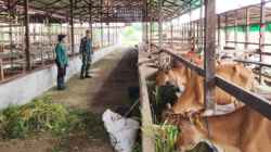 Wujud Kepedulian Ketahanan Pangan, Babinsa Berikan Pendampingan kepada Peternak Sapi di Desa