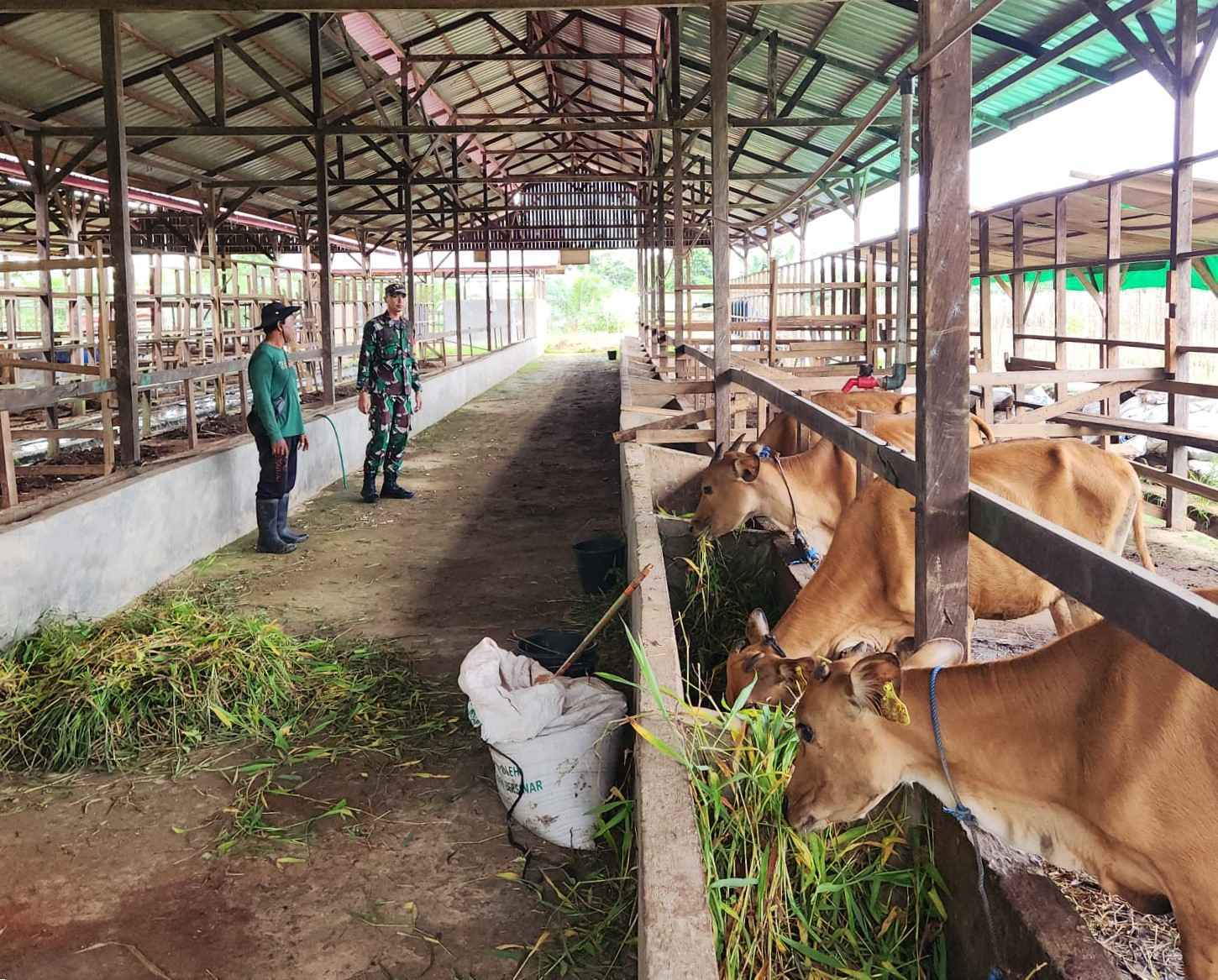 Wujud Kepedulian Ketahanan Pangan, Babinsa Berikan Pendampingan kepada Peternak Sapi di Desa Wujud Kepedulian Ketahanan Pangan, Babinsa Berikan Pendampingan kepada Peternak Sapi di Desa