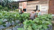 Melalui Pendampingan kepada Petani Terong, Babinsa Harapkan Kesejahteraan Petani Meningkat