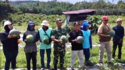 Babinsa Dampingi Ketua KTNA Panen Semangka Wujudkan Ketahanan Pangan di wilayah Babinsa Dampingi Ketua KTNA Panen Semangka Wujudkan Ketahanan Pangan di wilayah