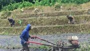 Sinergi Ketahanan Pangan, Babinsa Selorejo Turun Ke Sawah Bantu Warga Siapkan Lahan Padi