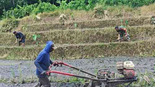 Sinergi Ketahanan Pangan, Babinsa Selorejo Turun Ke Sawah Bantu Warga Siapkan Lahan Padi Sinergi Ketahanan Pangan, Babinsa Selorejo Turun Ke Sawah Bantu Warga Siapkan Lahan Padi