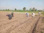Wujudkan Ketahanan Pangan, Babinsa Pikatan Turun Ke Sawah Dampingi Petani Tanam Jagung