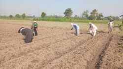 Wujudkan Ketahanan Pangan, Babinsa Pikatan Turun Ke Sawah Dampingi Petani Tanam Jagung
