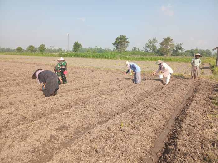 Wujudkan Ketahanan Pangan, Babinsa Pikatan Turun Ke Sawah Dampingi Petani Tanam Jagung