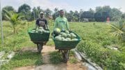 Pemanfaatan Lahan Kompi Produksi Kodim 0808/Blitar di Srengat Sukses Panen 10 Ton Semangka