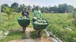 Pemanfaatan Lahan Kompi Produksi Kodim 0808/Blitar di Srengat Sukses Panen 10 Ton Semangka