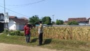 Polres Probolinggo Kota Bergerak, Petani Jagung Jadi Garda Terdepan Ketahanan Pangan Nasional