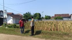 Polres Probolinggo Kota Bergerak, Petani Jagung Jadi Garda Terdepan Ketahanan Pangan Nasional