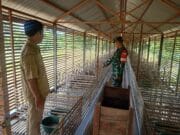 Melalui Komsos, Babinsa Dorong Kemajuan Peternakan Itik Petelur Desa Kasarangan