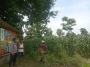 Polisi Turun ke Lahan Jagung di Tongas, Perkuat Ketahanan Pangan Nasional dari Tingkat Desa