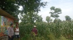 Polisi Turun ke Lahan Jagung di Tongas, Perkuat Ketahanan Pangan Nasional dari Tingkat Desa Polisi Turun ke Lahan Jagung di Tongas, Perkuat Ketahanan Pangan Nasional dari Tingkat Desa